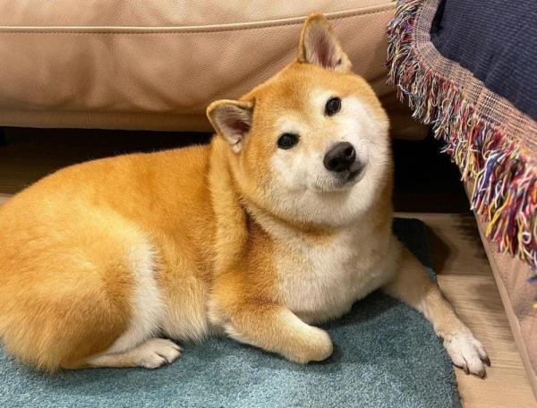 Iconic viral meme dog ‘Cheems’ the Shiba Inu dies aged 12 after cancer surgery